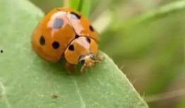 七星瓢虫爆料视频大全,揭秘昆虫世界的奇妙瞬间